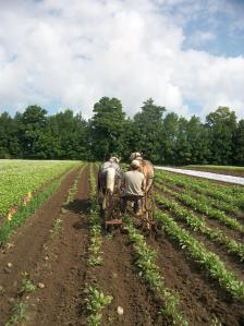 JF cultivating beets